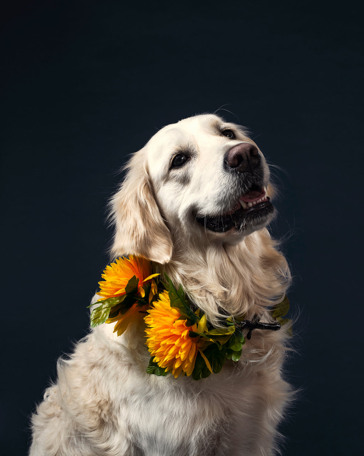 The Puppy Biting Reset digital workbook